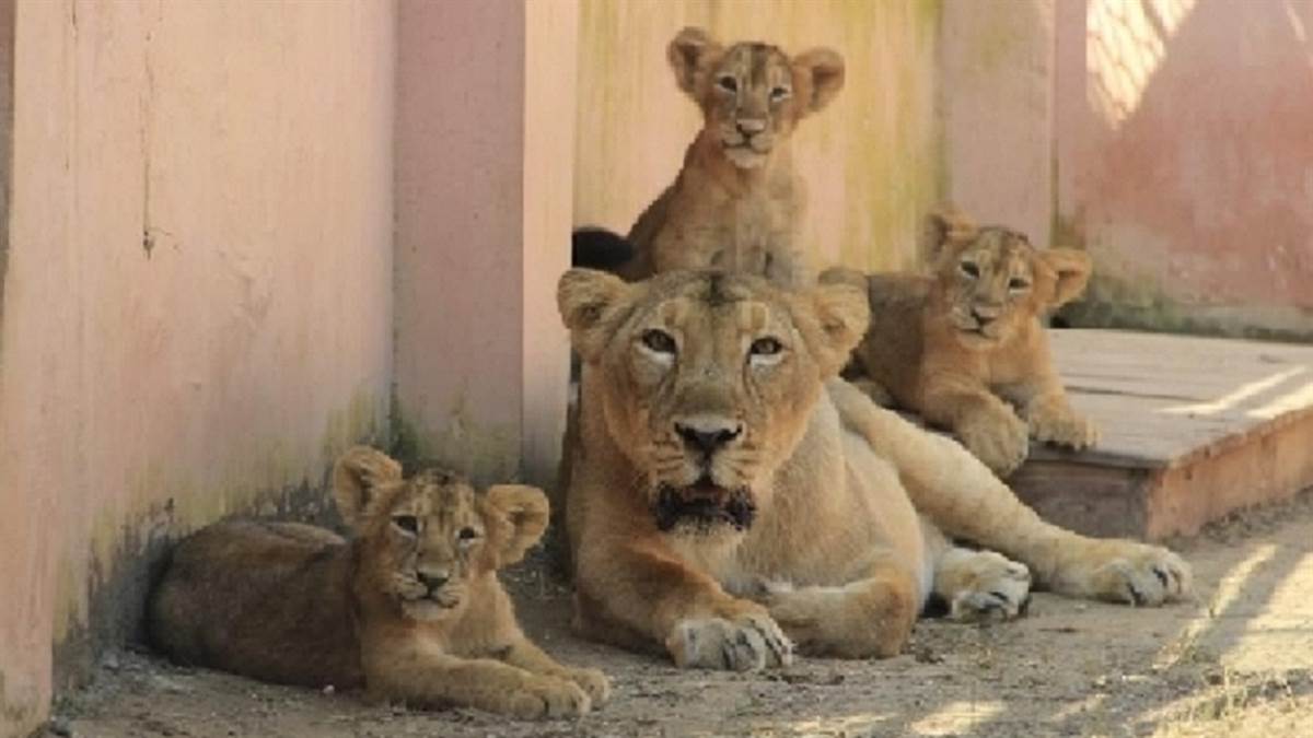 Etawah Safari Park : मनन की मौत के बाद कान्हा और सुल्तान को जिम्मेदारी, यहां कराई जाती शेर-शेरनियों की मीटिंग