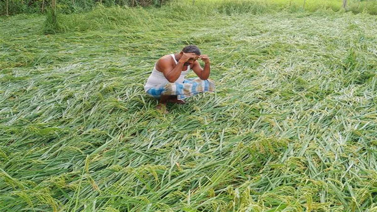 बिहार में मानसून : वर्षा ने दिया किसानों को धोखा, बांका में सूखने लगा धान का बिचड़ा