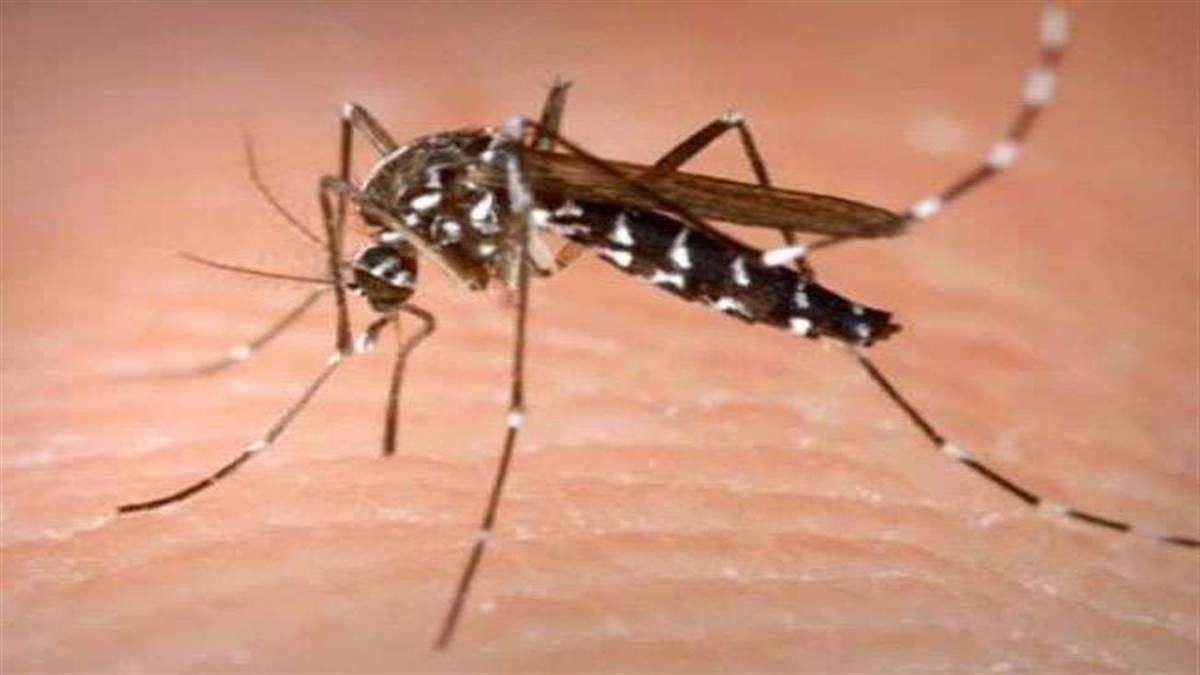 दिल्ली की 2 करोड़ जनता के लिए बड़ी खबर, घर में डेंगू मच्छर मिला तो देना पड़ेगा 5000 रुपये !