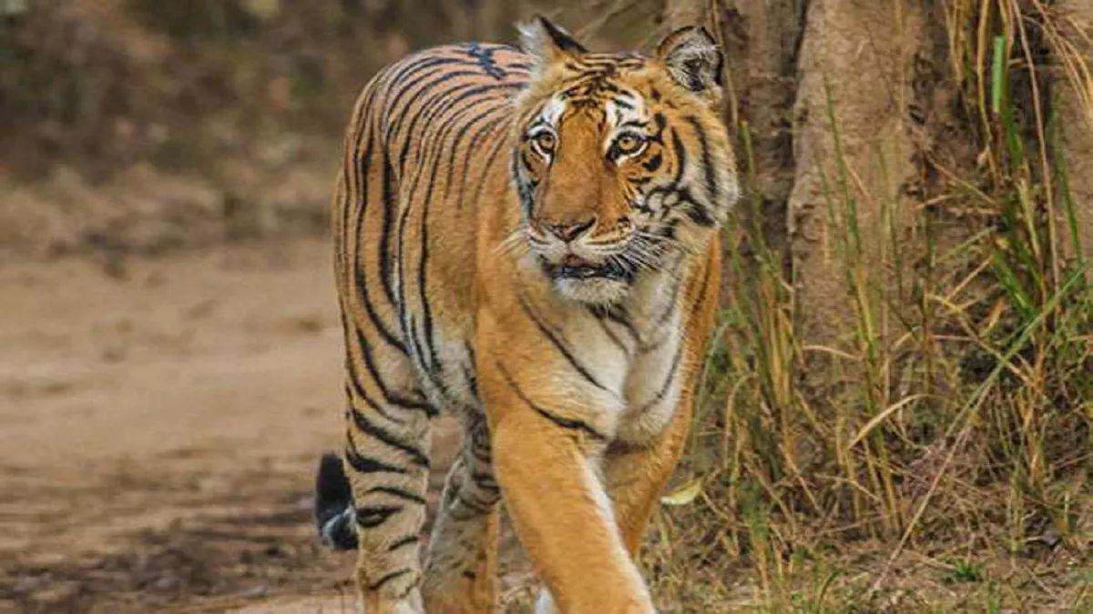 बिहार में आदमखोर बाघ ने 48 घंटे में मां-बेटे सहित चार को मारा, अब तक सात लोगों को बना चुका है शिकार