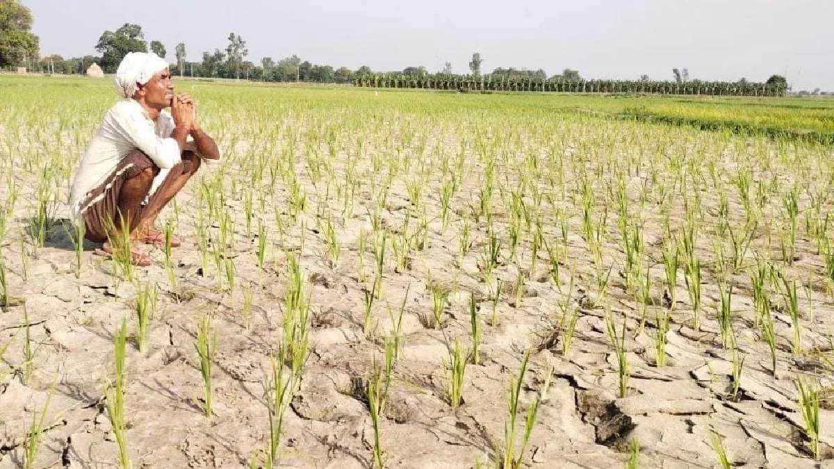 Drought In UP: प्रदेश के 17 जिलों में सूखे के हालात, पांच लाख हेक्टेयर क्षेत्र प्रभावित, ज्यादातर जिले पूर्वांचल के
