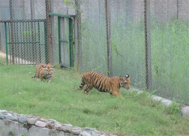International Tiger Day 2021: लखनऊ जू ने दिया चार अनाथ नन्हें टाइगर को मिला सहारा, किशन-रेनू की प्रेम कहानी है सबकी जबान पर