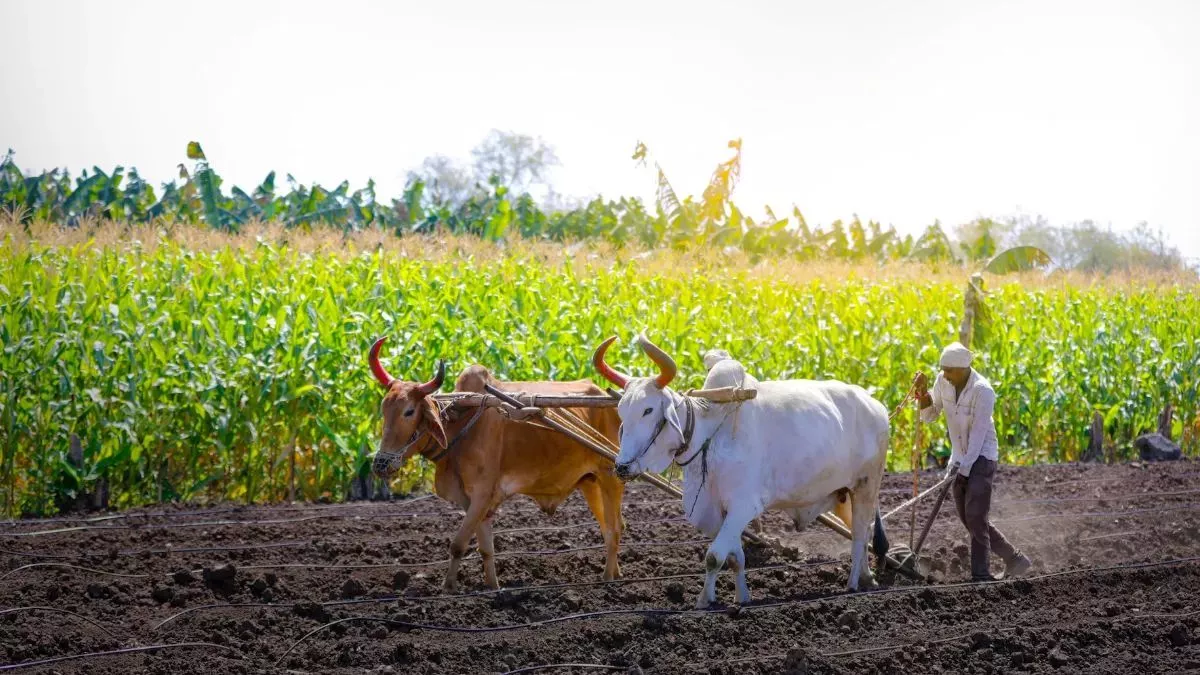 मोदी सरकार का यूपी के किसानों को बड़ा तोहफा, 54 हजार अन्नदाताओं को मिलेगा इस योजना का लाभ; इस तरह करें आवेदन