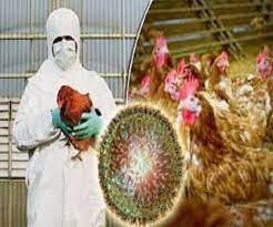 Bird Flu Threat: ठाणे के पोल्ट्री फार्म में 100 मुर्गियों की अचानक मौत से मचा हड़कंप, जांच को भेजे गए नमूने