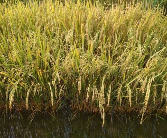 गहरे पानी में किसानी की राह खोलेगी 'जल भवानी', अयोध्‍या में कृषि‍ व‍िव‍ि ने व‍िकस‍ित की धान की बेहतर प्रजाति