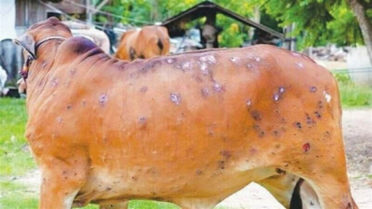 Lumpy Skin Disease: हरियाणा में गोवंश को कहीं पर भी नहीं ले जा सकेंगे ग्वाले, पशुओं को बेचने पर भी रोक