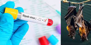 Nipah Virus ने कर्नाटक में भी बढ़ाई टेंशन! राज्य सरकार की सलाह- बेवजह केरल की यात्रा करने से cलोग