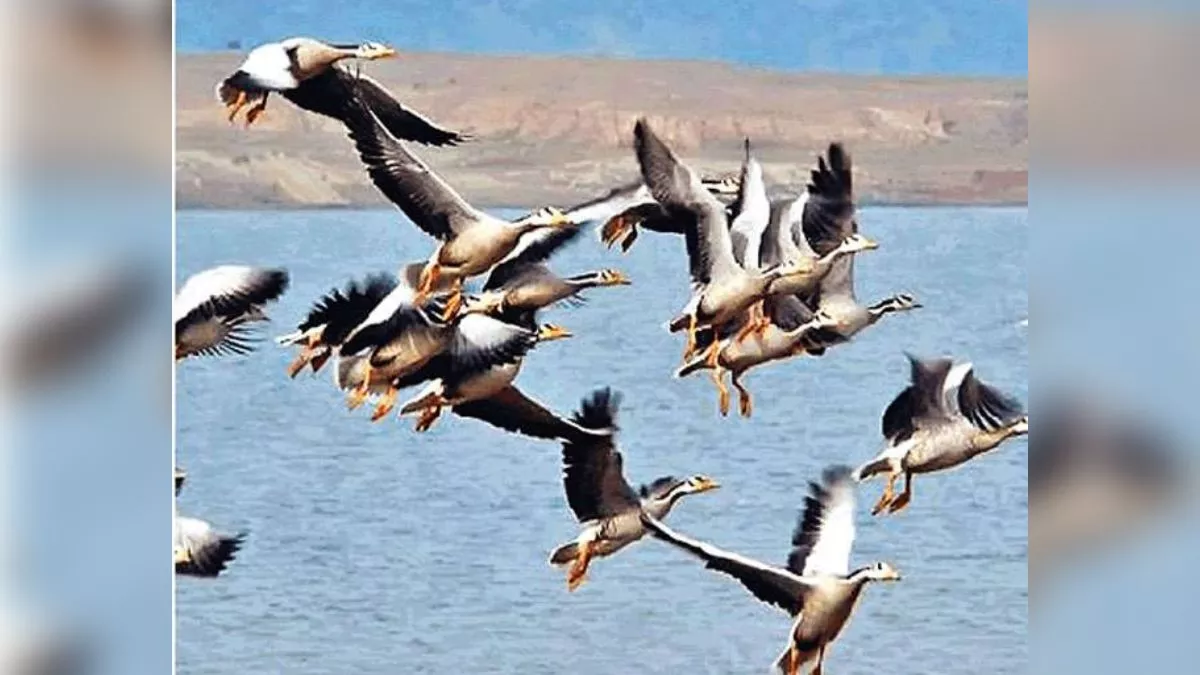 बखिरा झील में पहुंच रहे विदेशी पक्षियों के शिकार को सक्रिय हुए शिकारी, मुंहमांगी कीमत पर बिकता है इनका मीट