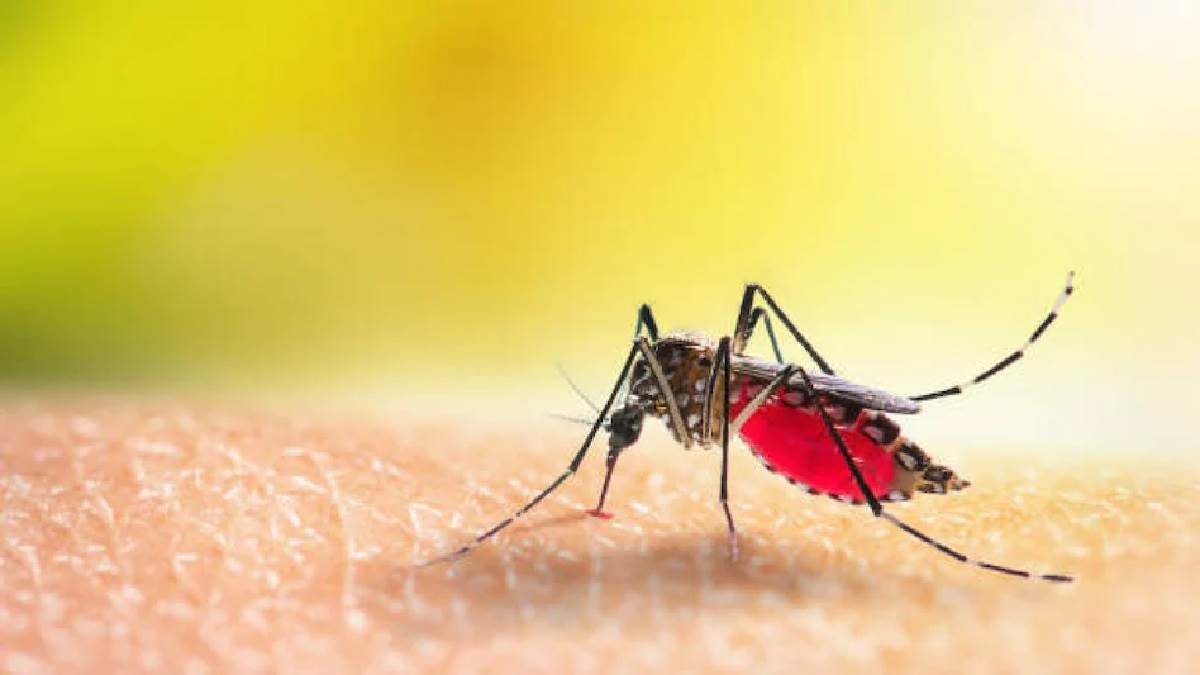 कानपुर में डेंगू हुआ आक्रामक, 11 नए मरीज सामने आने के बाद संख्या हुई 149 और चार आइसीयू में भर्ती